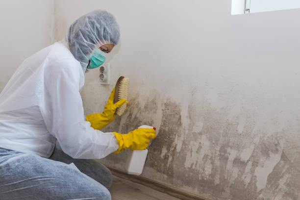 Mold Removal Process in Douglas, MI