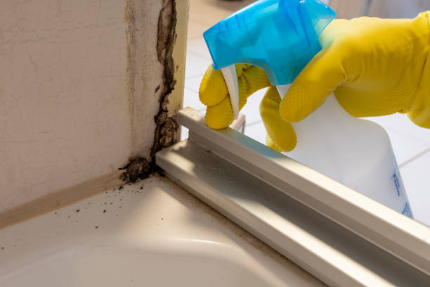 Office Mold Removal Services in Douglas, MI